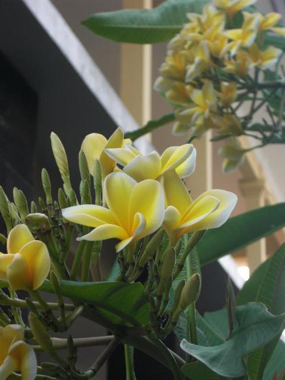 Homestay Guest House Kupukupu39 *